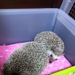 [동물판] 우리집 귀요미 고슴도치를 소개합니다!!