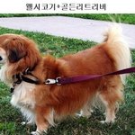 가장 다리 짧은 <b>개의</b> 우월한 유전자