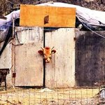 (약간<b>혐오</b>有)★★우낀사진★★