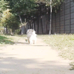강아지 웃는거 봤슈?