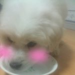 ★불쌍한아기강아지좀살려주세요★