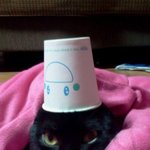 ★★★★(사진有)너무귀여운우리집고양이★★★★