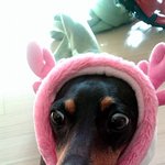 (사진우有)내 친구들 소개~개.물.쥐