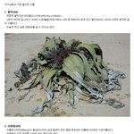 ◆60탄 지구상에서 가장 놀라운 식물 <b>top</b>10◆