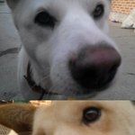 <b>엽사</b>의 달인 강아지