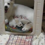 ★<b>꼬물</b>★<b>꼬물</b>★.....아가들이 태어났어요^^(사진+동영상)