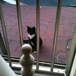 길고양이 글에 대해서 한마디.