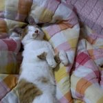 ★★★★내 어린고양이 <b>구피</b>를 소개함★★★★