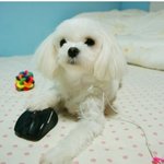 우리 강아지는 <b>얼리</b>어답터