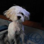 ★★★우리집 귀염둥이 <b>초롱</b>이 ★★★