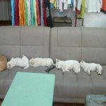 저희집에 12마리의 개님들을 소개합니다