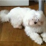 [개판/사진有]  <b>비포</b>앤애프터란 이런 것!
