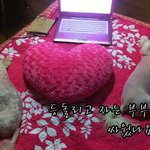 [개판/사진有]  부부 <b>개님</b>의 권태기?