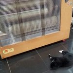 ★<b>연초</b>부터 회사로 놀러온 길고양이★(사진有)