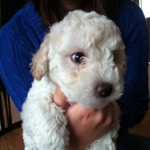 (강아지판) ★★★★ '모찌'를 소개합니다 ★★★★