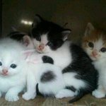★★(고양이판) 장<b>화신</b>은 고양이 닮은 우리 뽀야뽀야 ★★