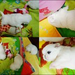 울집 귀염둥이 강아지 <b>보리</b>예요.~^^