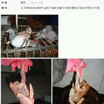 혐오)반도에 흔한 고기<b>튀김류</b> ㅋㅋㅋㅋㅋㅋㅋㅋㅋㅋ