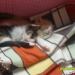 ★우리집 막내들을 소개합니다!