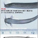 칸디루의 <b>위엄</b>!!