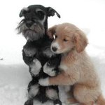 추운 날씨와 싸우고 있는 귀여운 <b>동물</b>들