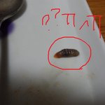 라면먹다가 기겁했어요 ㅡㅡ이게무슨벌레에요?