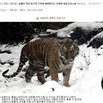 실제로 직접 들으면 근육이 마비된다는 호랑이 <b>울음</b>소리