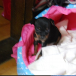 저희집강아지를소개합니다 정말기여워요 기절할수도있어요