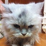 ★★★[사진有]<b>몇달</b>전에 버려진 이쁜고양이를 데리고왓어요★★★