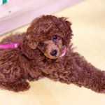 ★개 판★ 토이푸들의 기준이 뭔가요?????