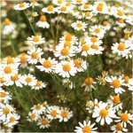 <b>카모마일</b> 좋다면 이런게 필요~!!ㅋㅋ차로 마시고 미네랄오일 바르고~...