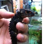 ★★★곰돌이)지구에 존재하는 드래곤 ★★★