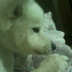 ★☆★☆★☆우리 강아지(<b>토토</b>)를 찾아요.★☆★☆★☆★