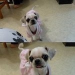 ★★★(사진有)내동생<b>츄츄</b>를소개합니다!★★★