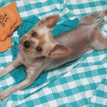 ((요크셔테리어 수컷)) 4kg 치료시급 애타게 찾습니다