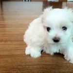 스마트폰 쓱쓱 귀여운 강아지 <b>카츠</b>