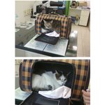 ★꼭 봐주세요!!★ 쓰레기<b>장</b>에 <b>이</b>동장째로 고양이 유기하고 도망갔어요...