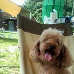 !우리개는 한가인개다!!!!!!!!!<b>코에</b> 점이 뙇!!!!!ㅋㅎㅎ