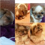 강아지가 집을 나갔어요!!  제발 좀 찾아주세요 ㅜㅜ