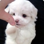♥(개판,사진有 ♥우리두부 소개할게요!♥)