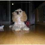 >>>>>깨물어주고 싶은 저희 집 강아지 <b>세리</b>>>>>>>>사진有有有有