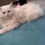 고양이를아시나요?