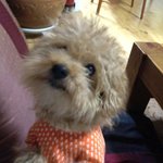 ★★★★개판★동거 10년차 우리집 개님을 소개합니당★★★★