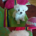 ★클★릭★찹쌀이를소개할게요★클★릭★