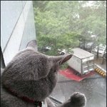 ★★내가수 <b>애완</b>동물 자랑ㅋㅋ(수정)★★