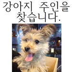 대학로에서 만난 강아지....주인찾아주고싶어요!!!!