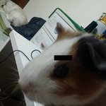 ★★★  우리집 돼지 ^(00)^ 기니피긍 !! 쁘잉쁘잉 !! ★★★