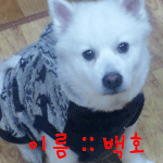 ★★★★★ 애완견 키우시는분들 조언좀요 ㅜㅜ ★★★★★