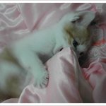 ★우리집 돼냥이 꼬마씨를 소개합니다(스압有<b>인나</b>)★