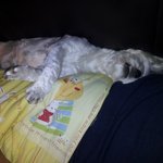 ★☆★☆★☆(개 판)스압(有)개가사는이야기(톡되면2탄갑니다)★☆★☆★☆